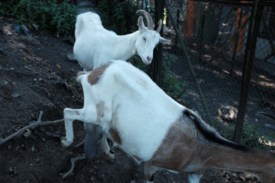 194 :: Goat